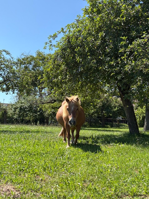 Pony auf der Wiese