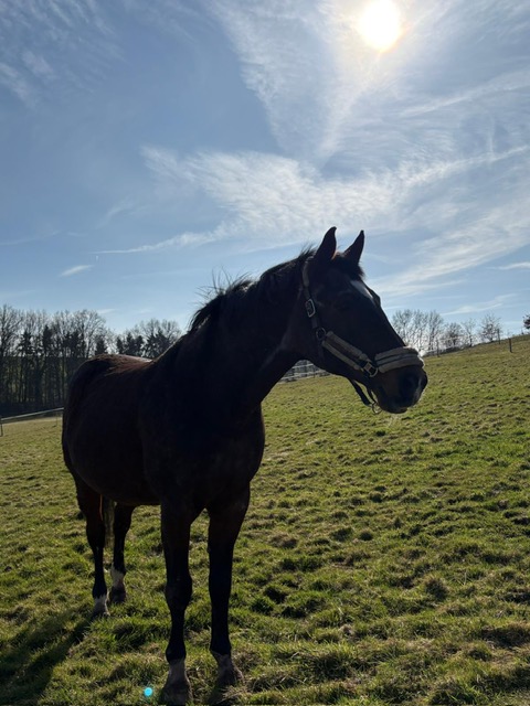 Pferd in der Abendsonne