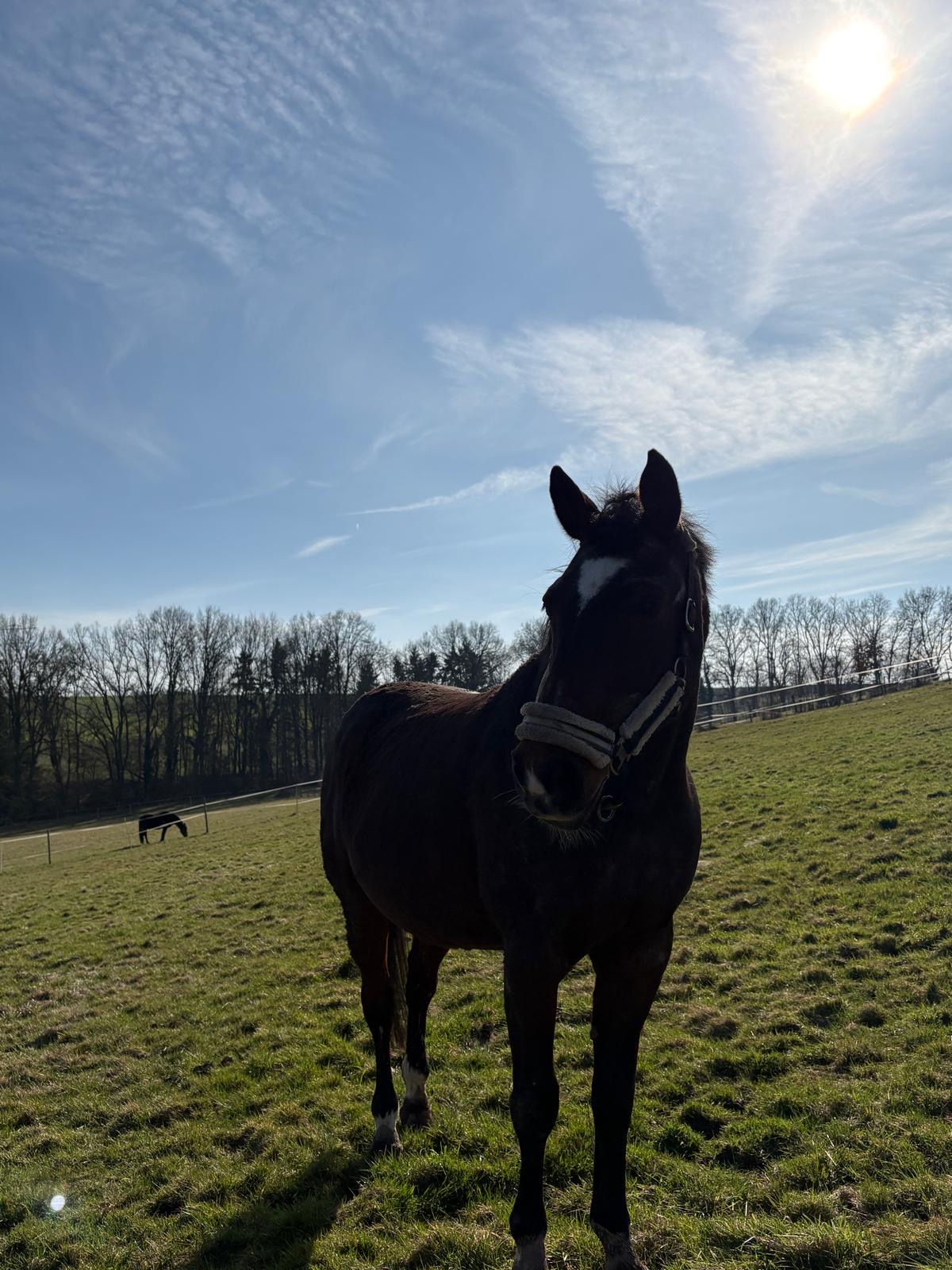 Pferd in der Sonne