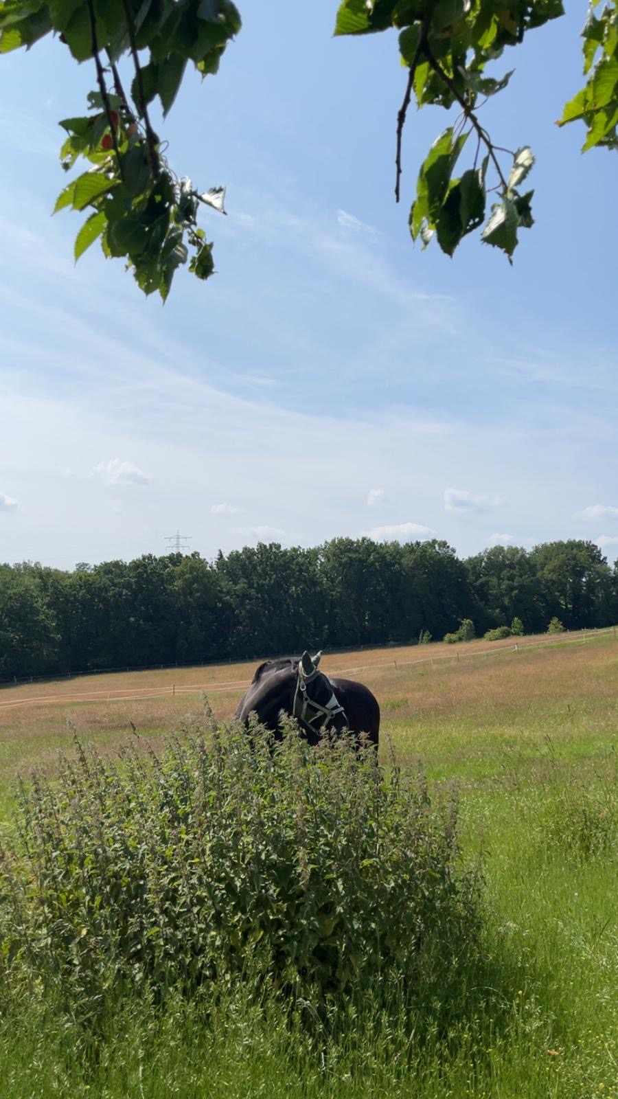 Pferd auf der Weide