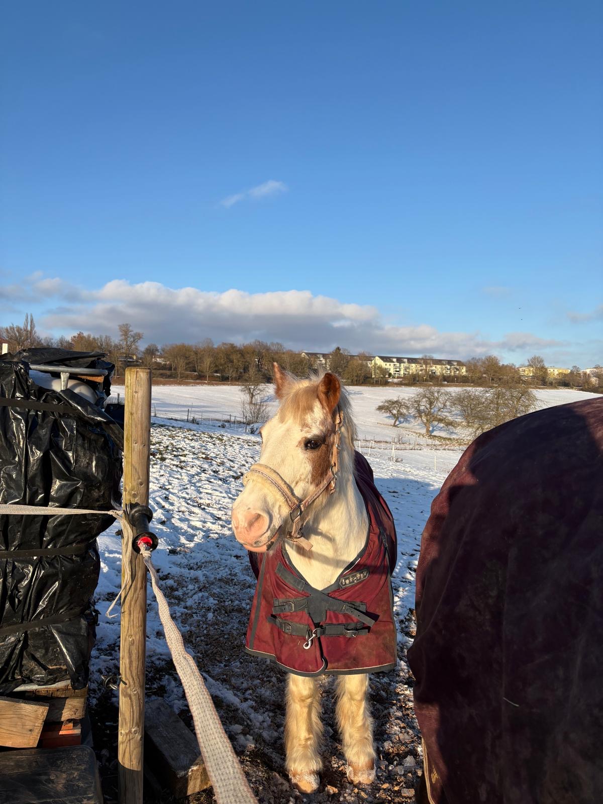 Pferd im Winter